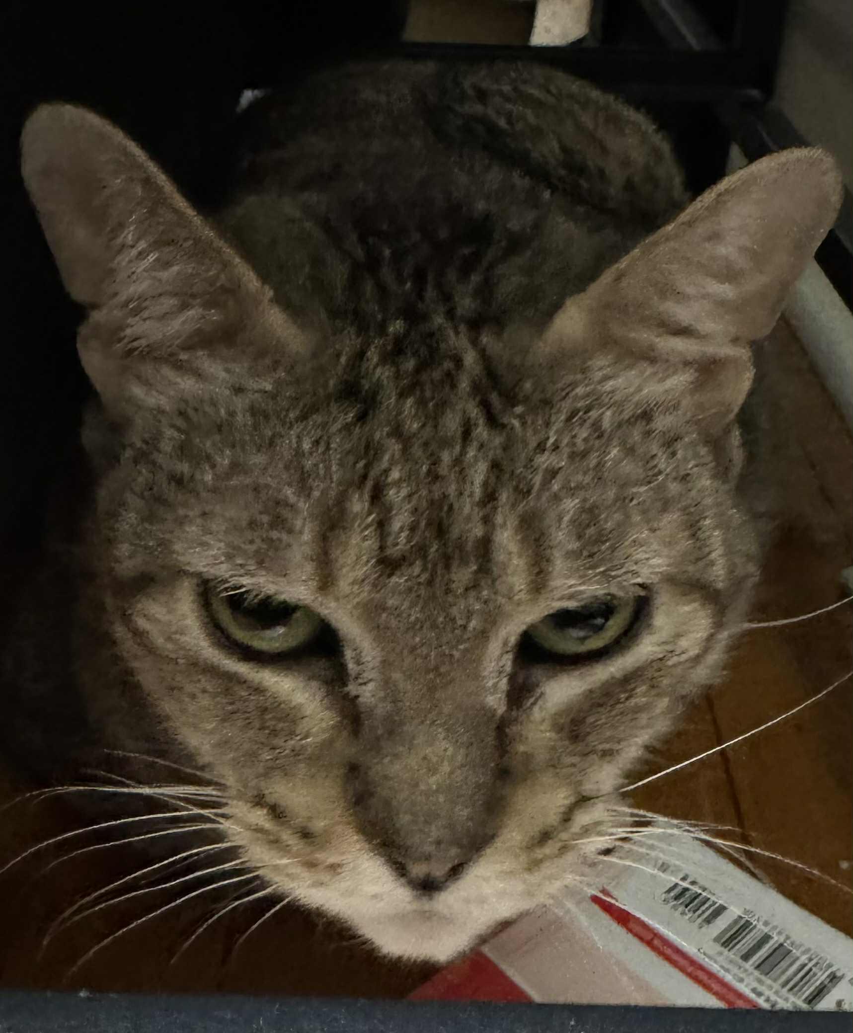 Pebbles, Adoptable, Senior Female Domestic Short Hair.