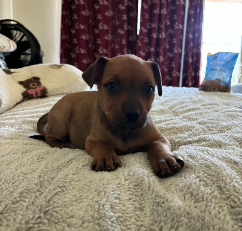 Montana, Adoptable, Puppy Female Rottweiler.