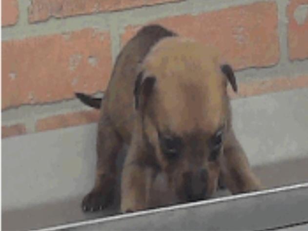 Enlarge Montana, a Adoptable mixed breed in Sedalia, CO image 2/5
