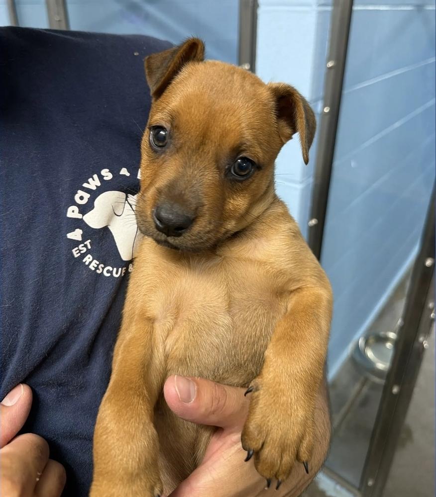 Enlarge Montana, a Adoptable mixed breed in Sedalia, CO image 3/5