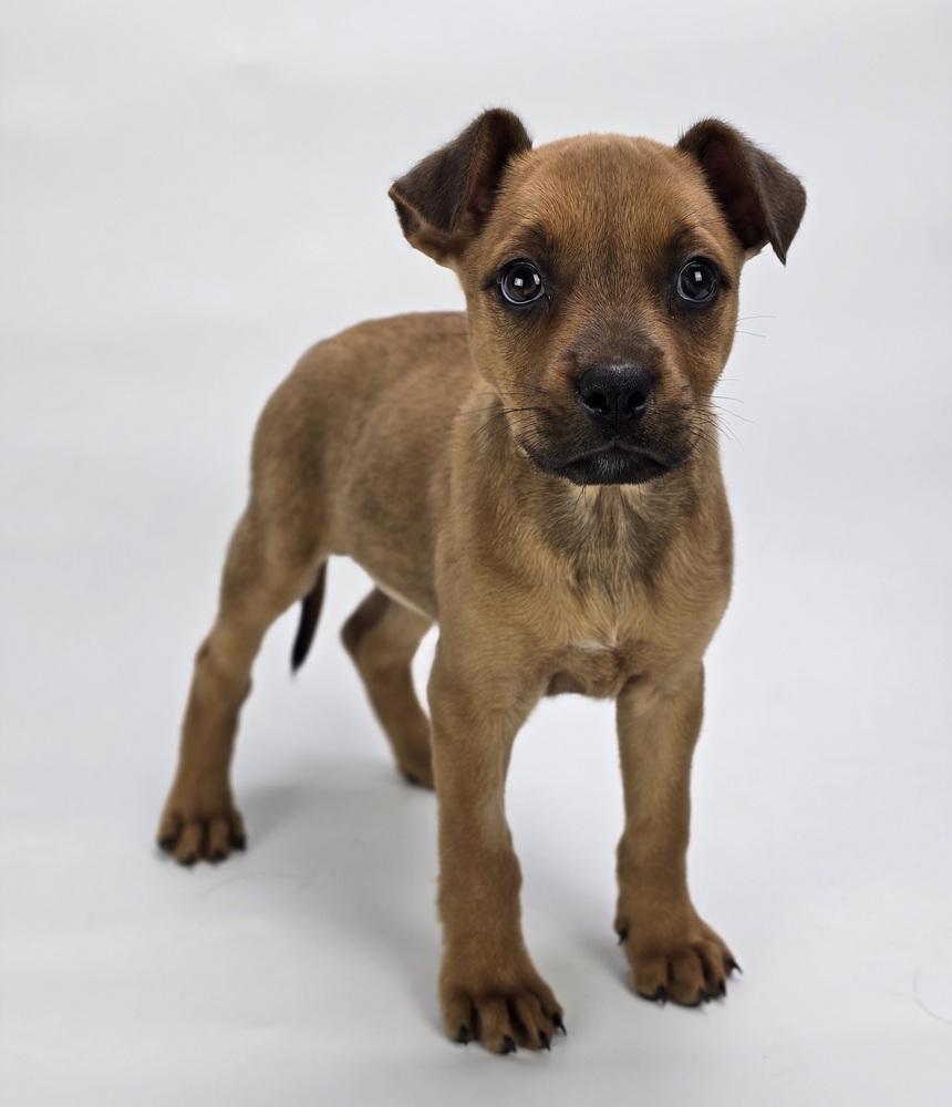 Enlarge Montana, a Adoptable mixed breed in Sedalia, CO image 4/5