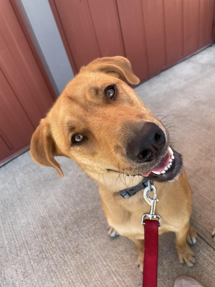 Enlarge Livie-Lucy Ball, a Adoptable mixed breed in Boston, MA image 1/6