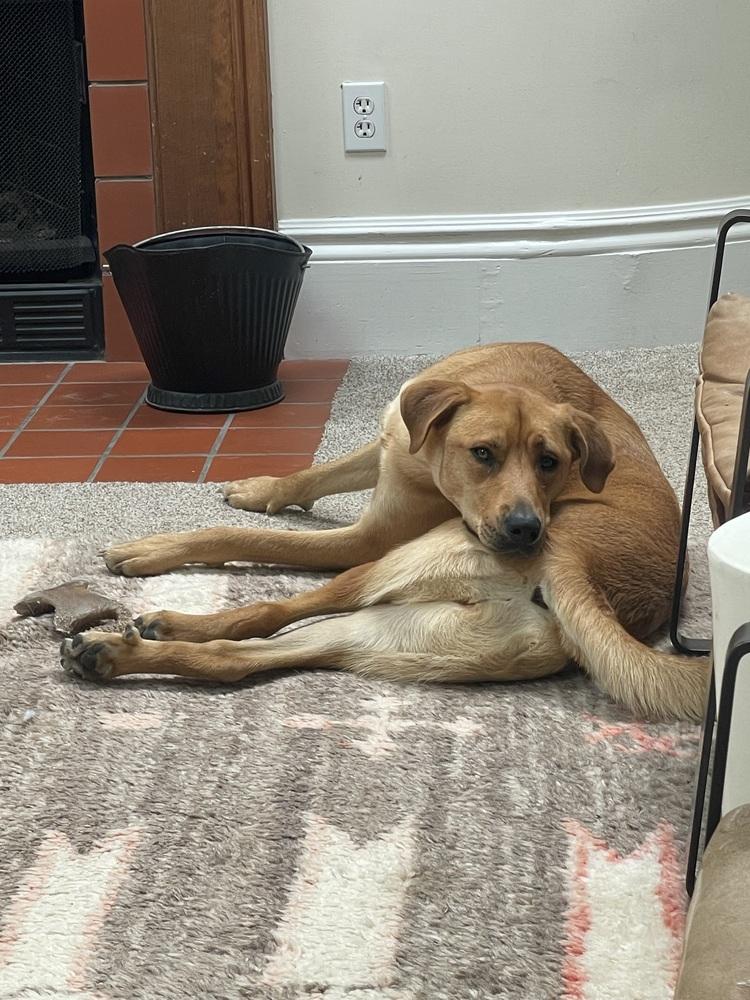 Enlarge Livie-Lucy Ball, a Adoptable mixed breed in Boston, MA image 2/6