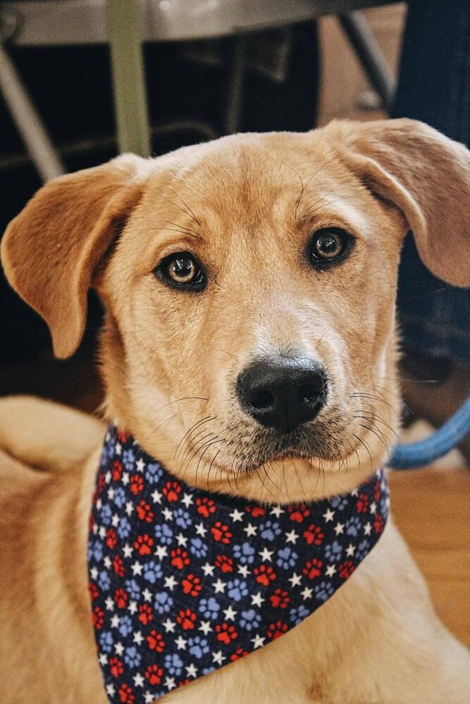 Enlarge Livie-Lucy Ball, a Adoptable mixed breed in Boston, MA image 3/6