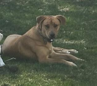 Enlarge Livie-Lucy Ball, a Adoptable mixed breed in Boston, MA image 4/6