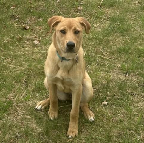 Enlarge Livie-Lucy Ball, a Adoptable mixed breed in Boston, MA image 5/6