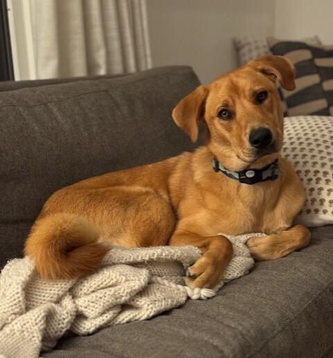 Enlarge Livie-Lucy Ball, a Adoptable mixed breed in Boston, MA image 6/6