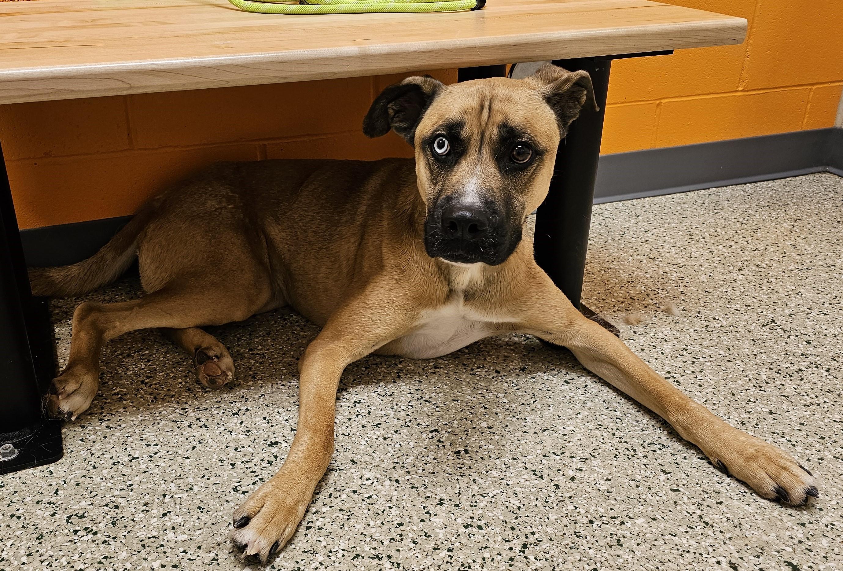 Enlarge Herky, an adoptable mixed breed in Cedar Rapids, IA image 5/6