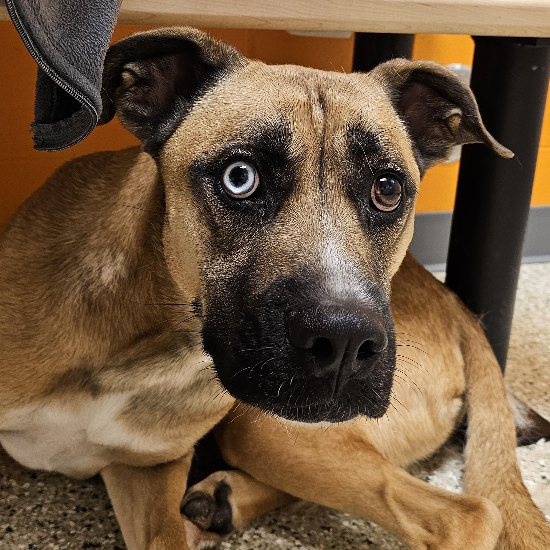 Enlarge Herky, an adoptable mixed breed in Cedar Rapids, IA image 2/6