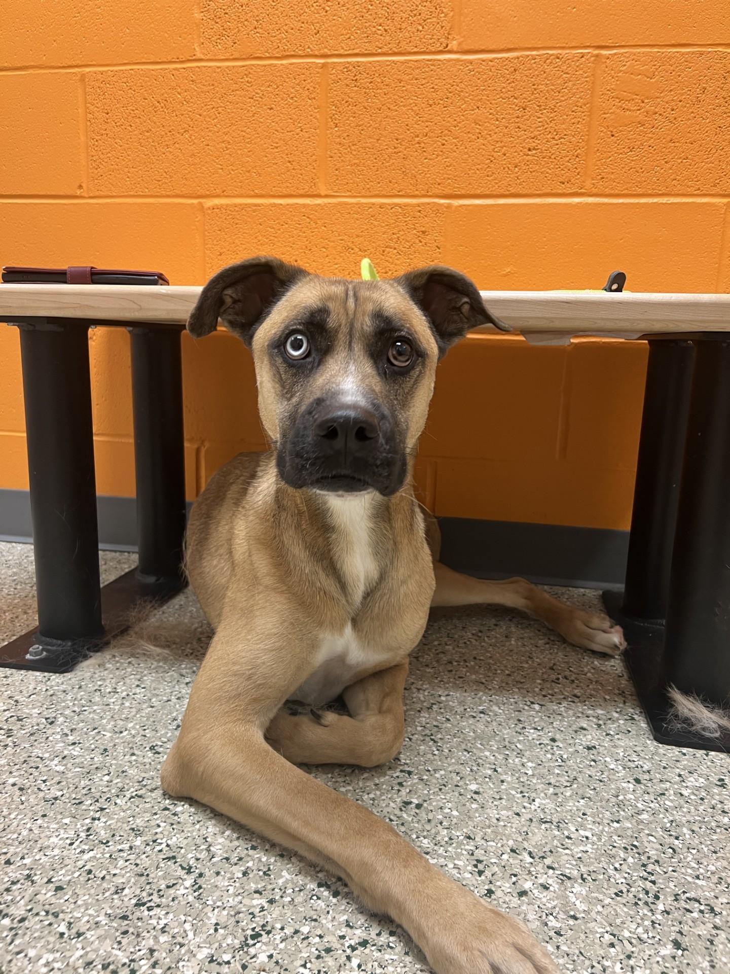 Herky, adoptable, Adult Male Husky & Shepherd.