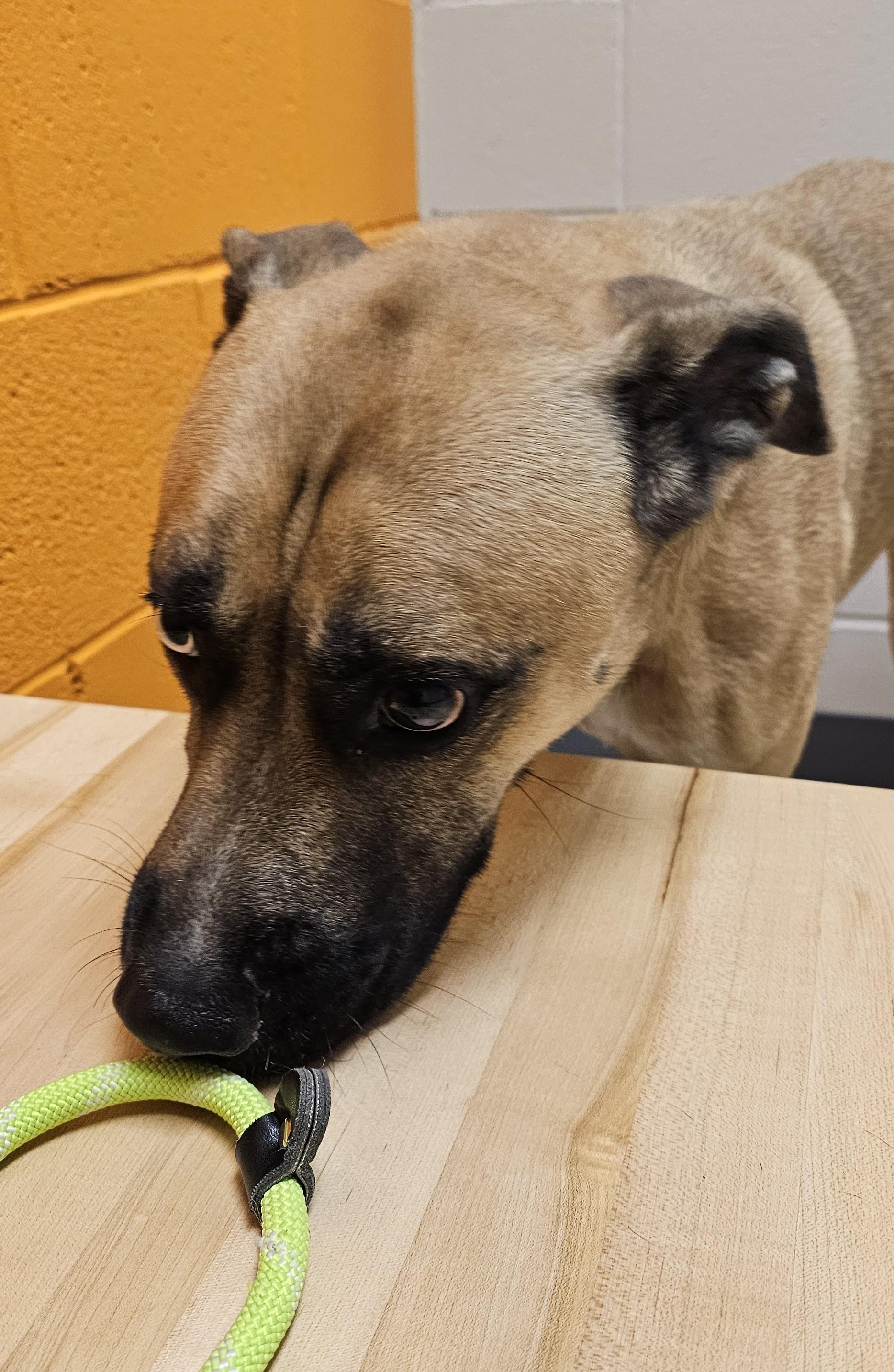 Enlarge Herky, an adoptable mixed breed in Cedar Rapids, IA image 3/6