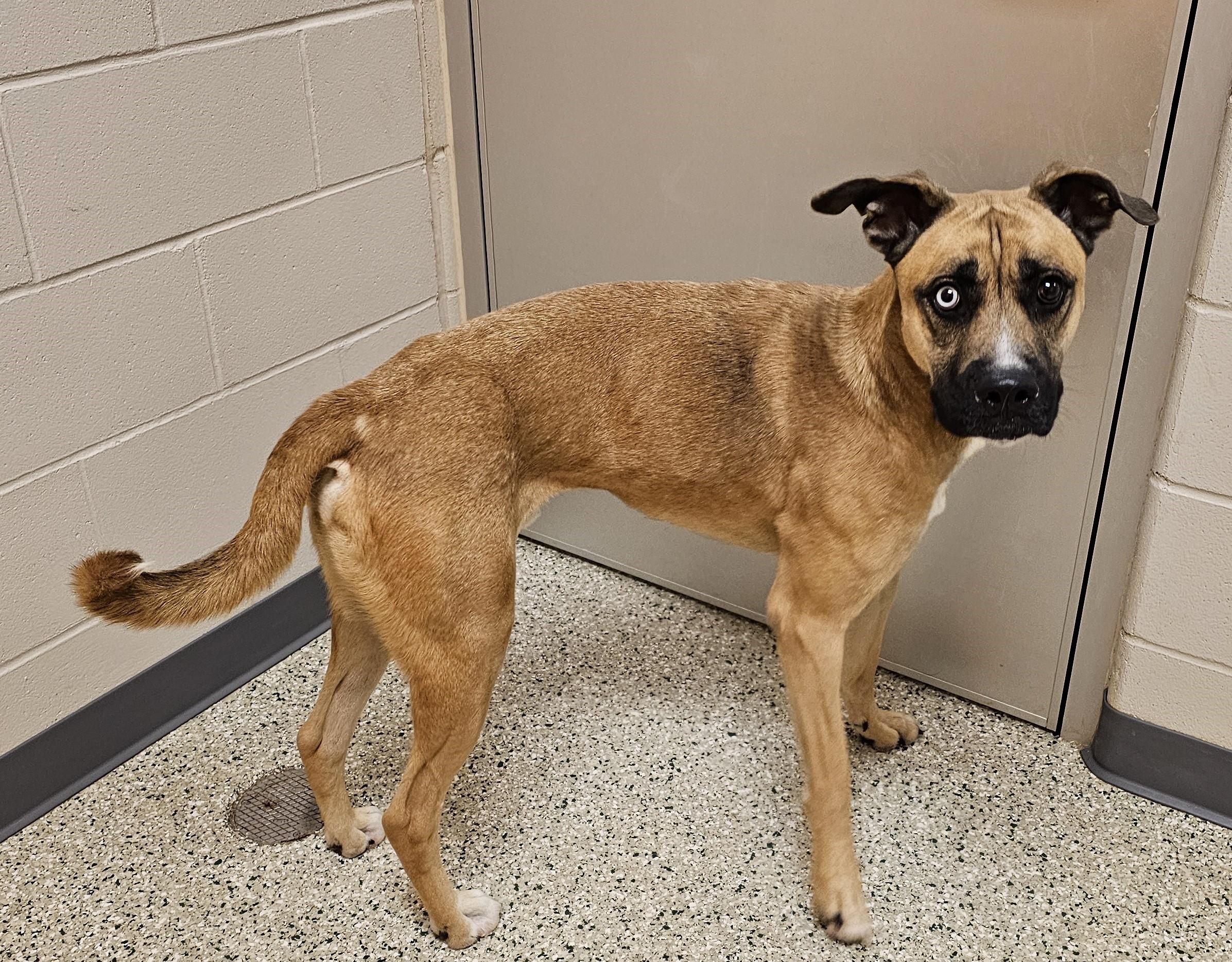 Enlarge Herky, an adoptable mixed breed in Cedar Rapids, IA image 4/6