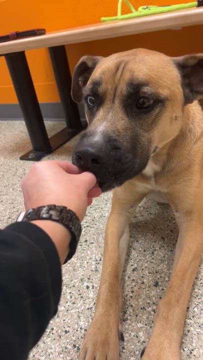 Enlarge Herky, an adoptable mixed breed in Cedar Rapids, IA video 6/6