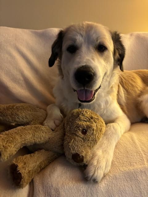 GLINDA, a Adoptable mixed breed in Alpharetta, GA image 1/4