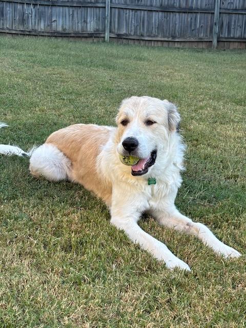 GLINDA, a Adoptable mixed breed in Alpharetta, GA image 2/4