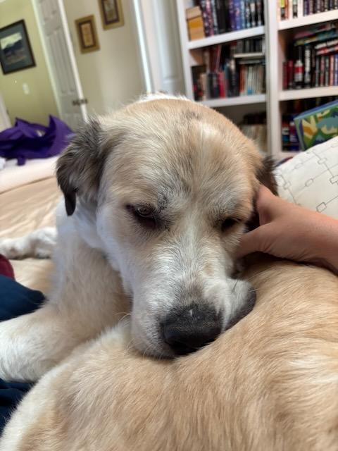 GLINDA, a Adoptable mixed breed in Alpharetta, GA image 3/4