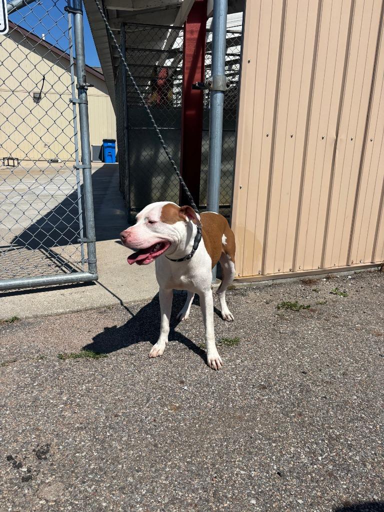 Simon Howl, Adoptable, Young Male Pit Bull Terrier.