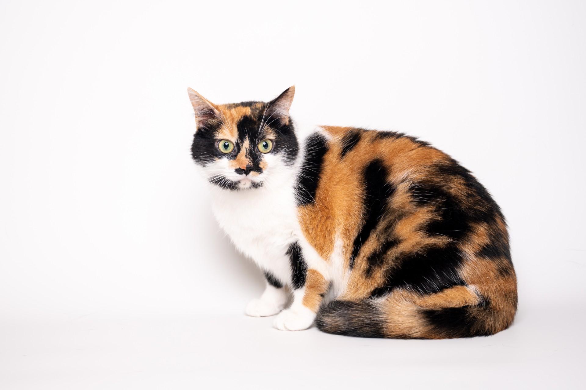 Sprite, Adult Female unknown
