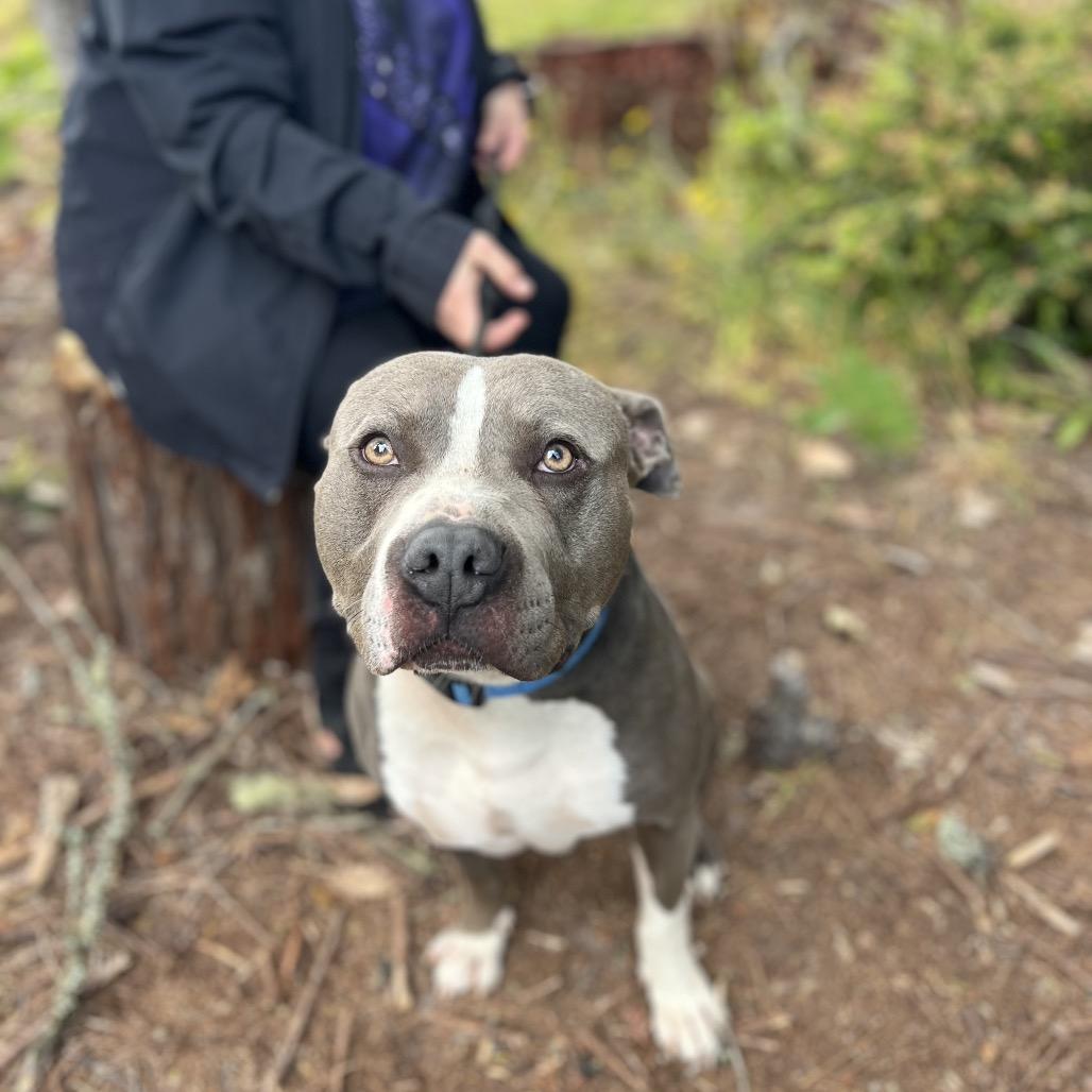 Smokey, Adoptable, Adult Male Mixed Breed.