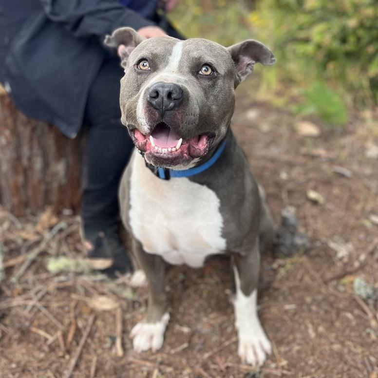 Smokey, a Adoptable Mixed Breed in Fort Bragg, CA image 3/6