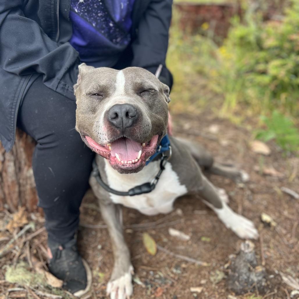 Smokey, a Adoptable Mixed Breed in Fort Bragg, CA image 4/6