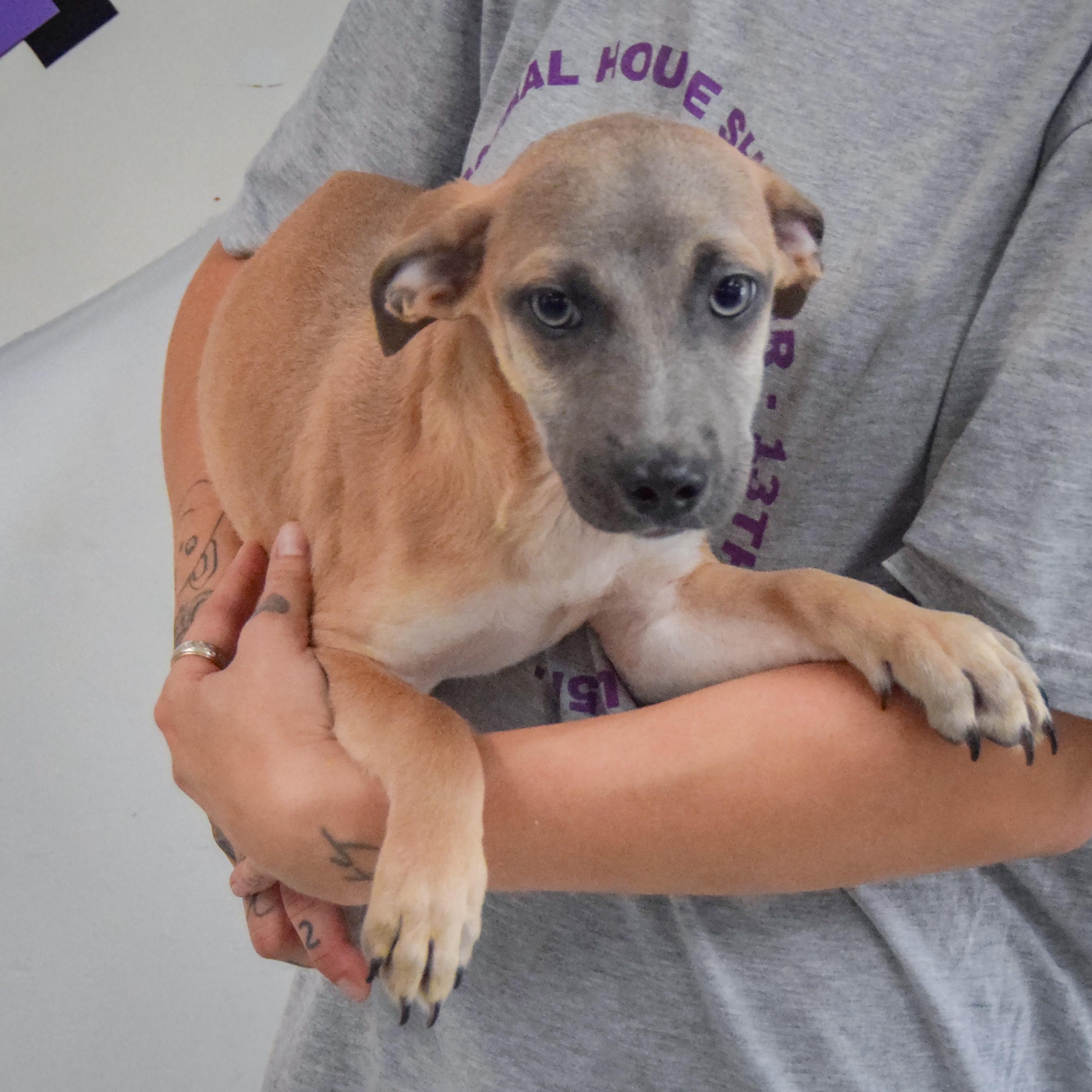 Enlarge Duran, a Adoptable mixed breed in Huntley, IL image 2/4