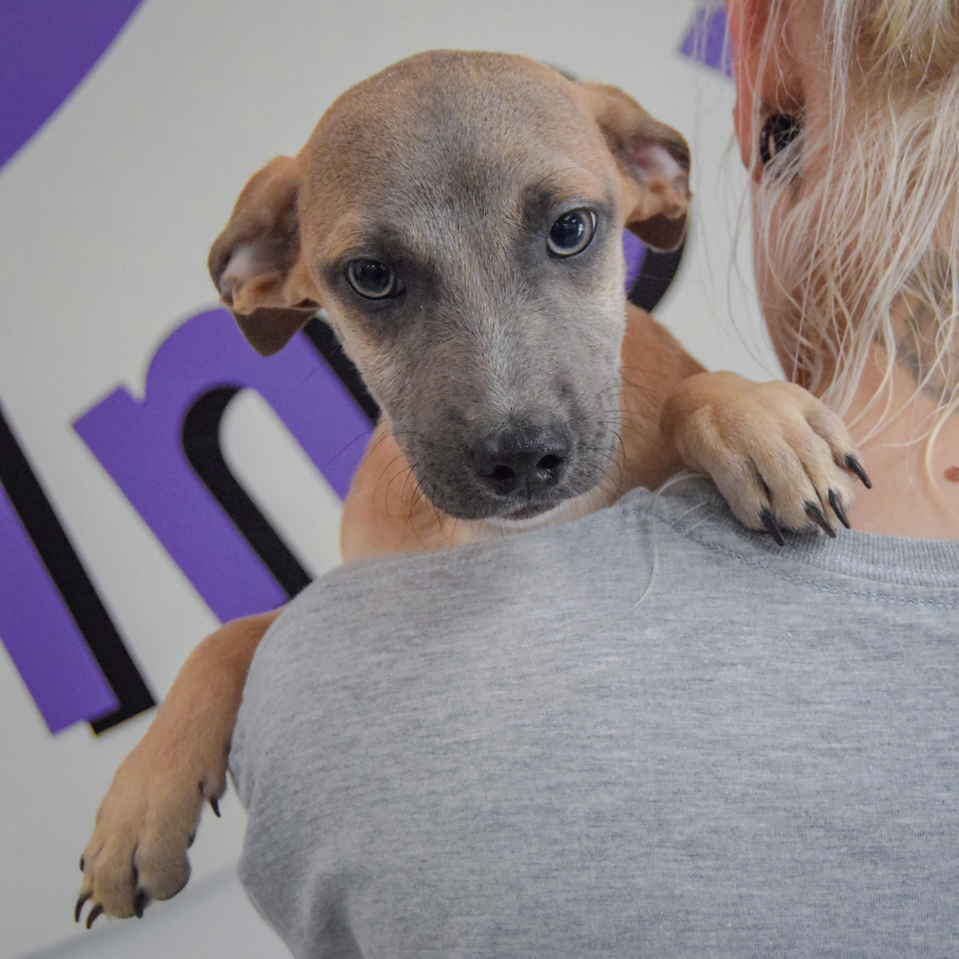 Enlarge Duran, a Adoptable mixed breed in Huntley, IL image 4/4