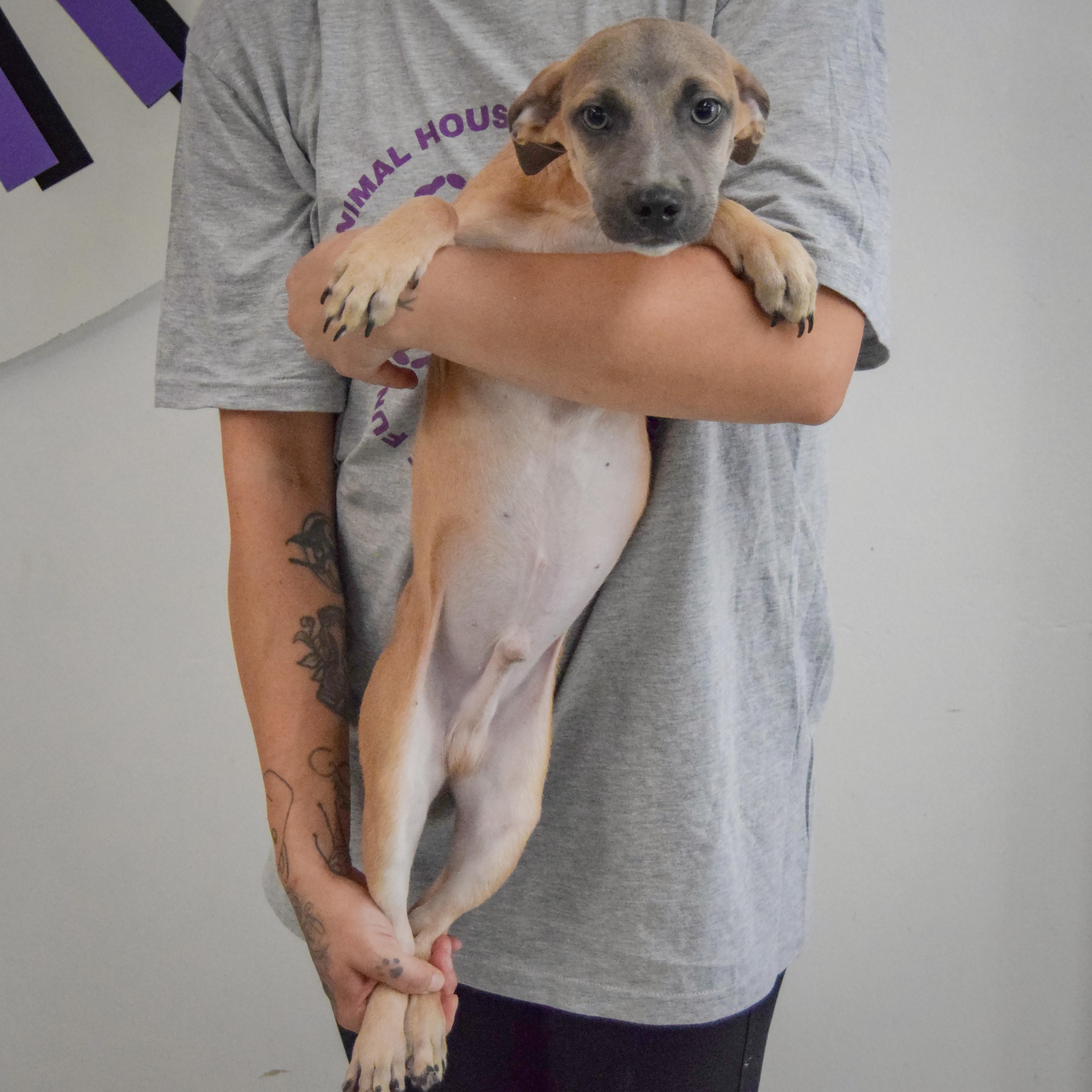 Enlarge Duran, a Adoptable mixed breed in Huntley, IL image 3/4