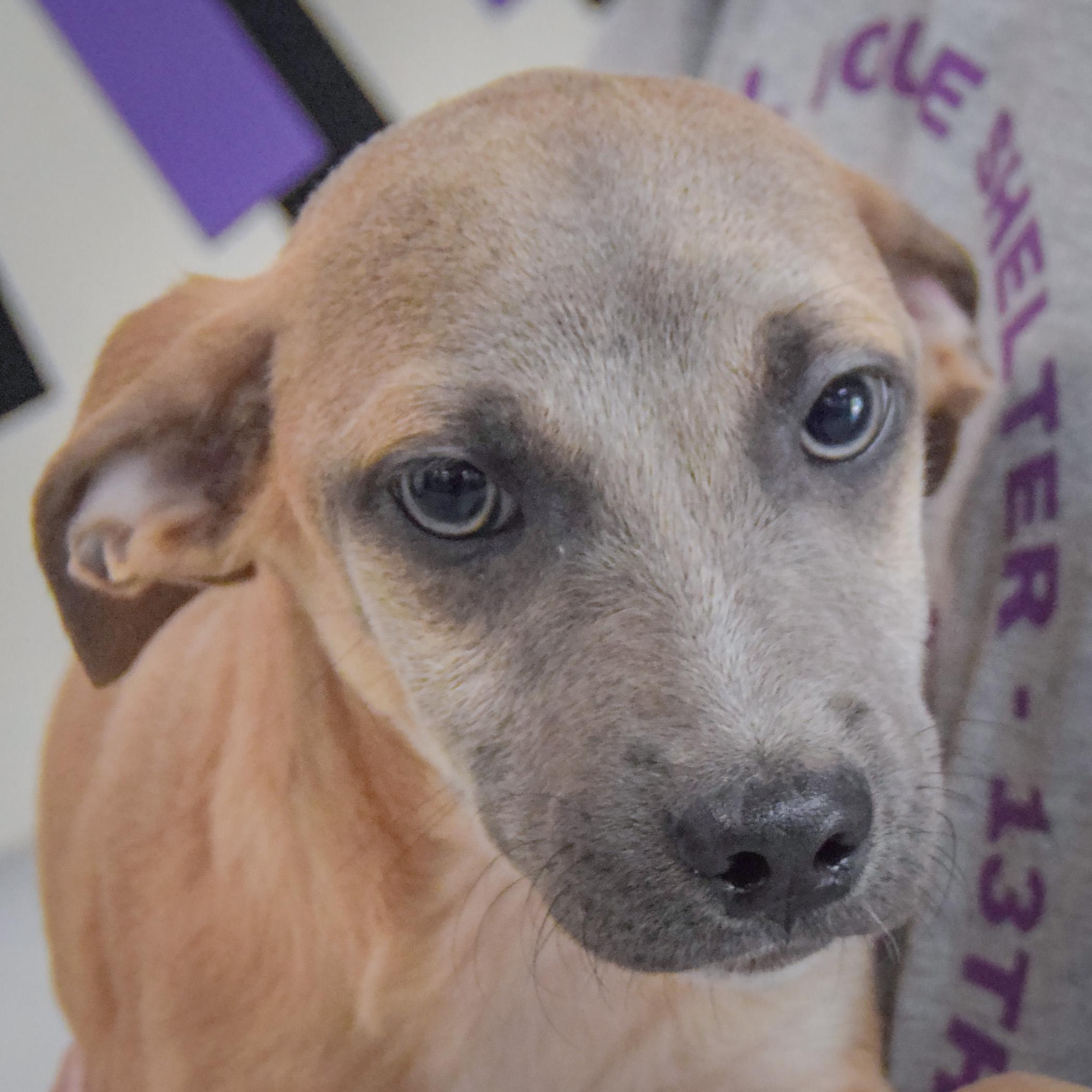 Duran, Adoptable, Puppy Male Italian Greyhound & Shih Tzu.