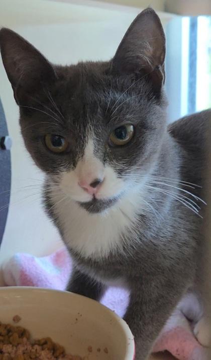 Siete, a Adoptable Domestic Short Hair in Chesapeake, VA image 1/2