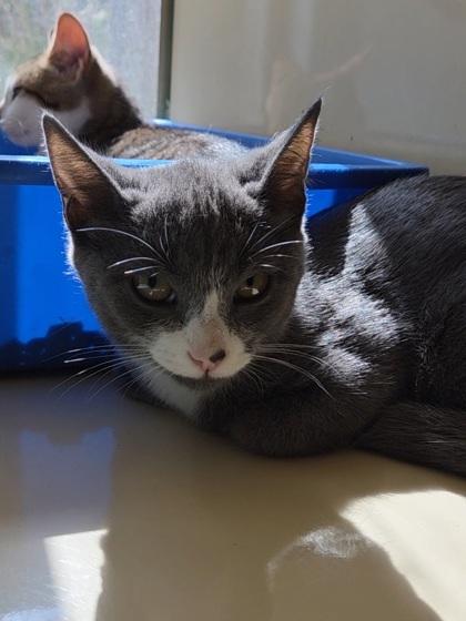 Siete, a Adoptable Domestic Short Hair in Chesapeake, VA image 2/2