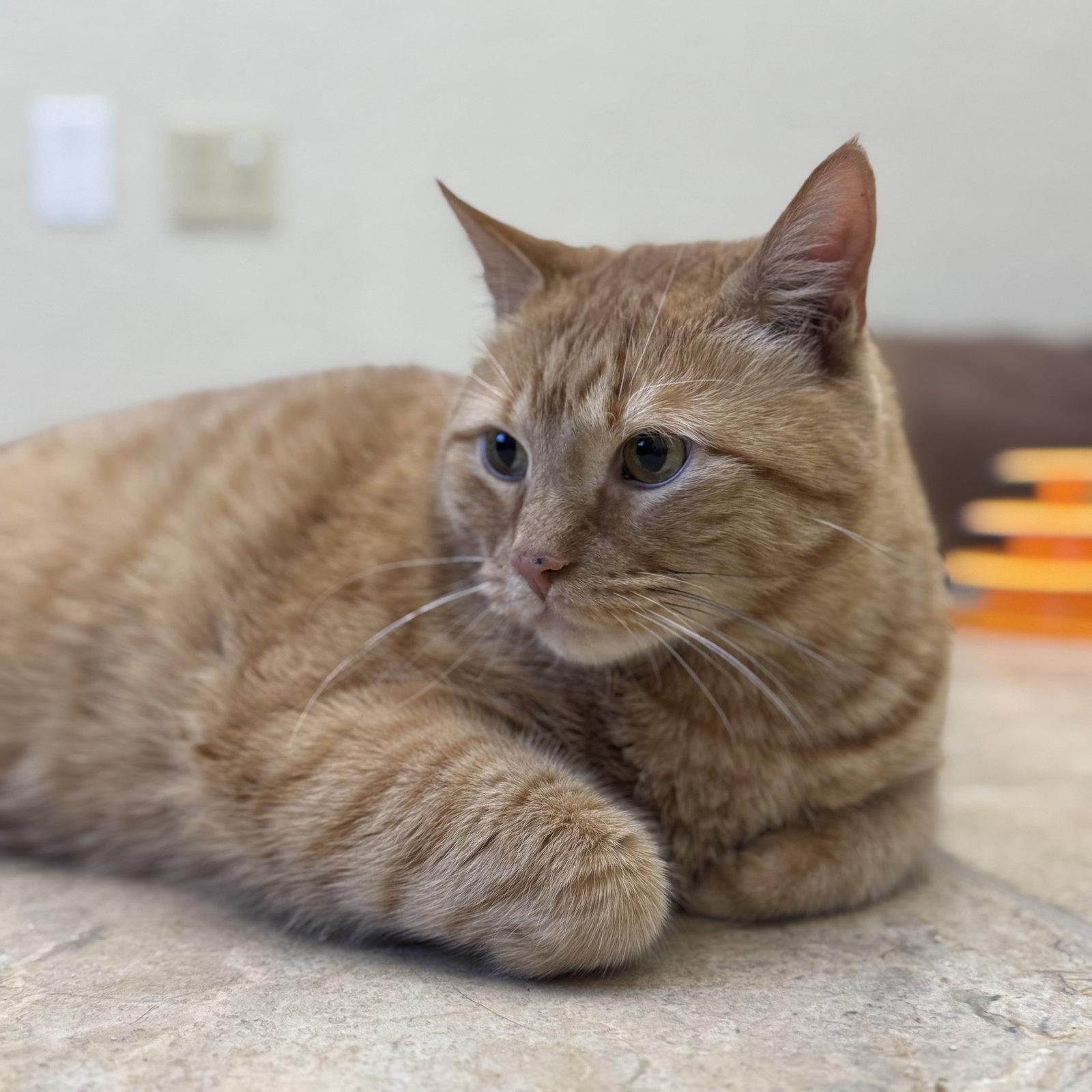 Mammas & Simba, Adoptable, Adult Male Domestic Short Hair & Tabby.