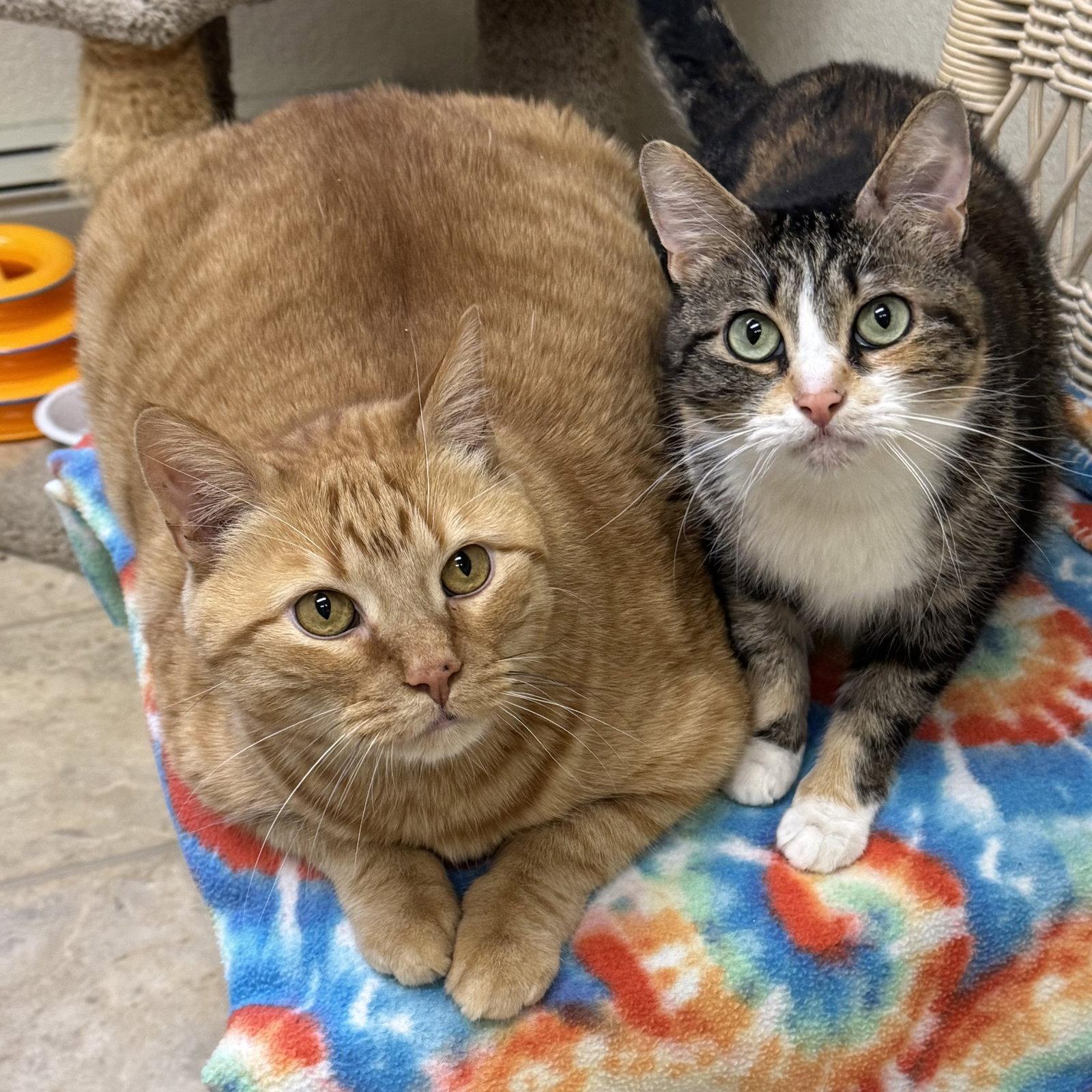 Enlarge Mammas & Simba, a Adoptable mixed breed in Winchendon, MA image 2/3