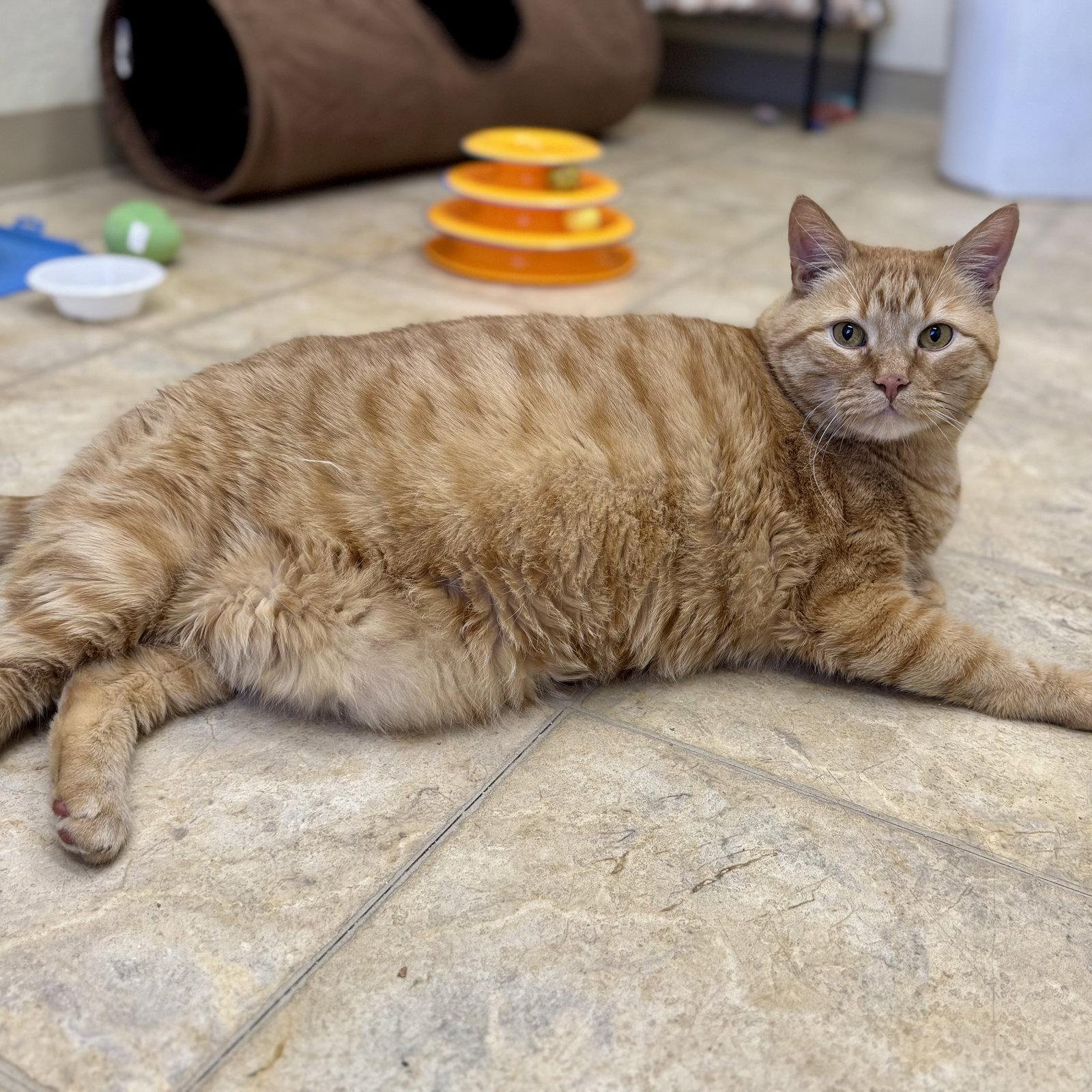 Enlarge Mammas & Simba, a Adoptable mixed breed in Winchendon, MA image 3/3