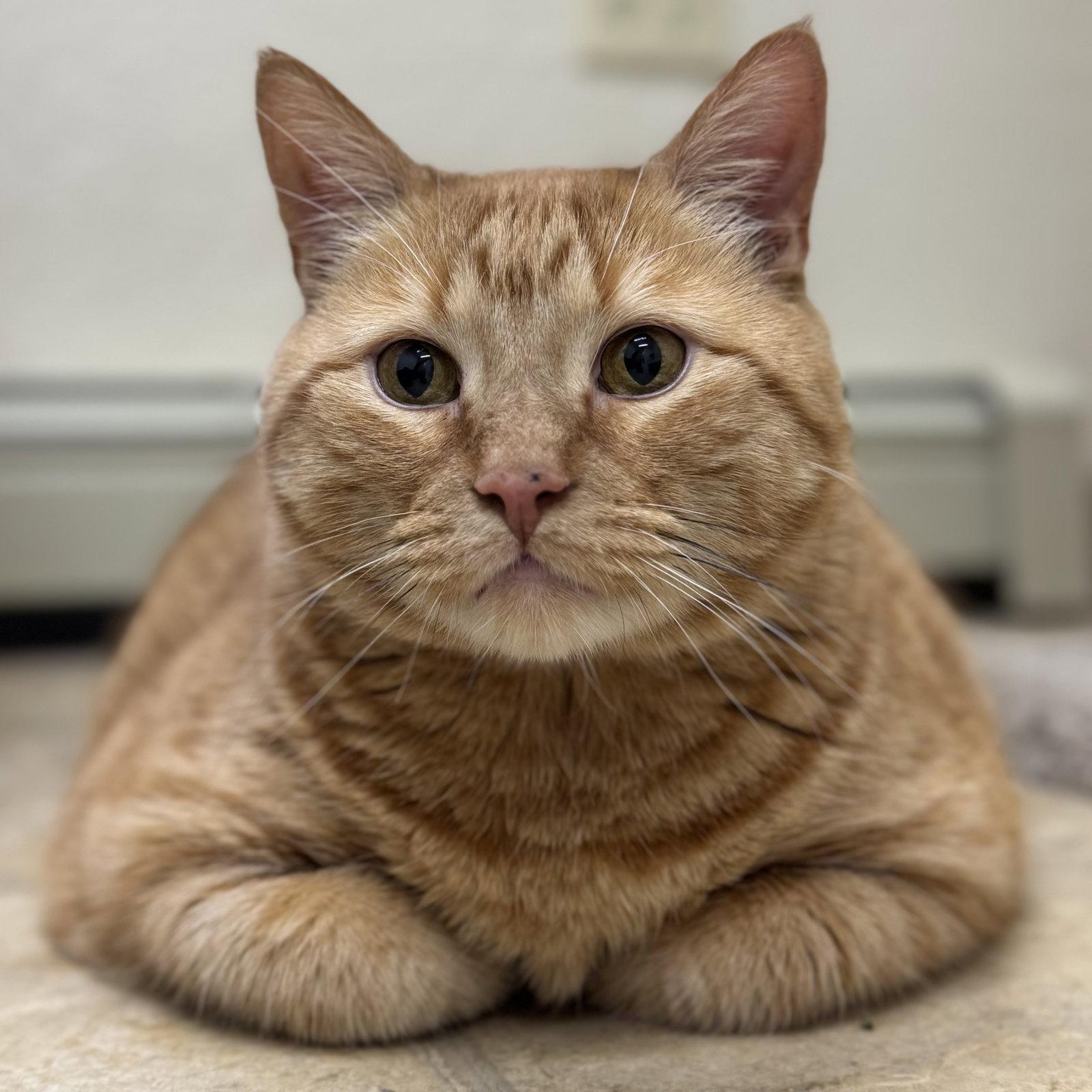 Simba, a Adoptable mixed breed in Winchendon, MA image 3/3