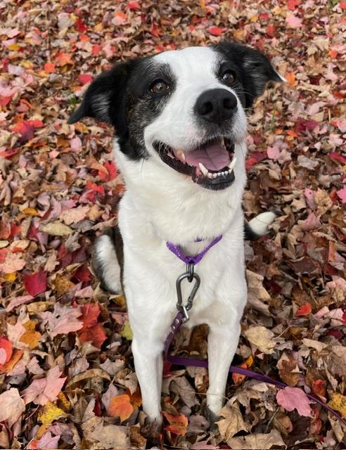 Enlarge Emmett, a Adoptable mixed breed in Honesdale, PA image 1/1