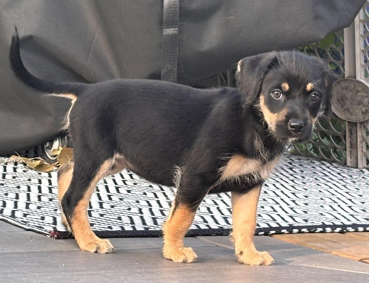 Enlarge Tessa, an adopted mixed breed in Minneapolis, MN image 3/6