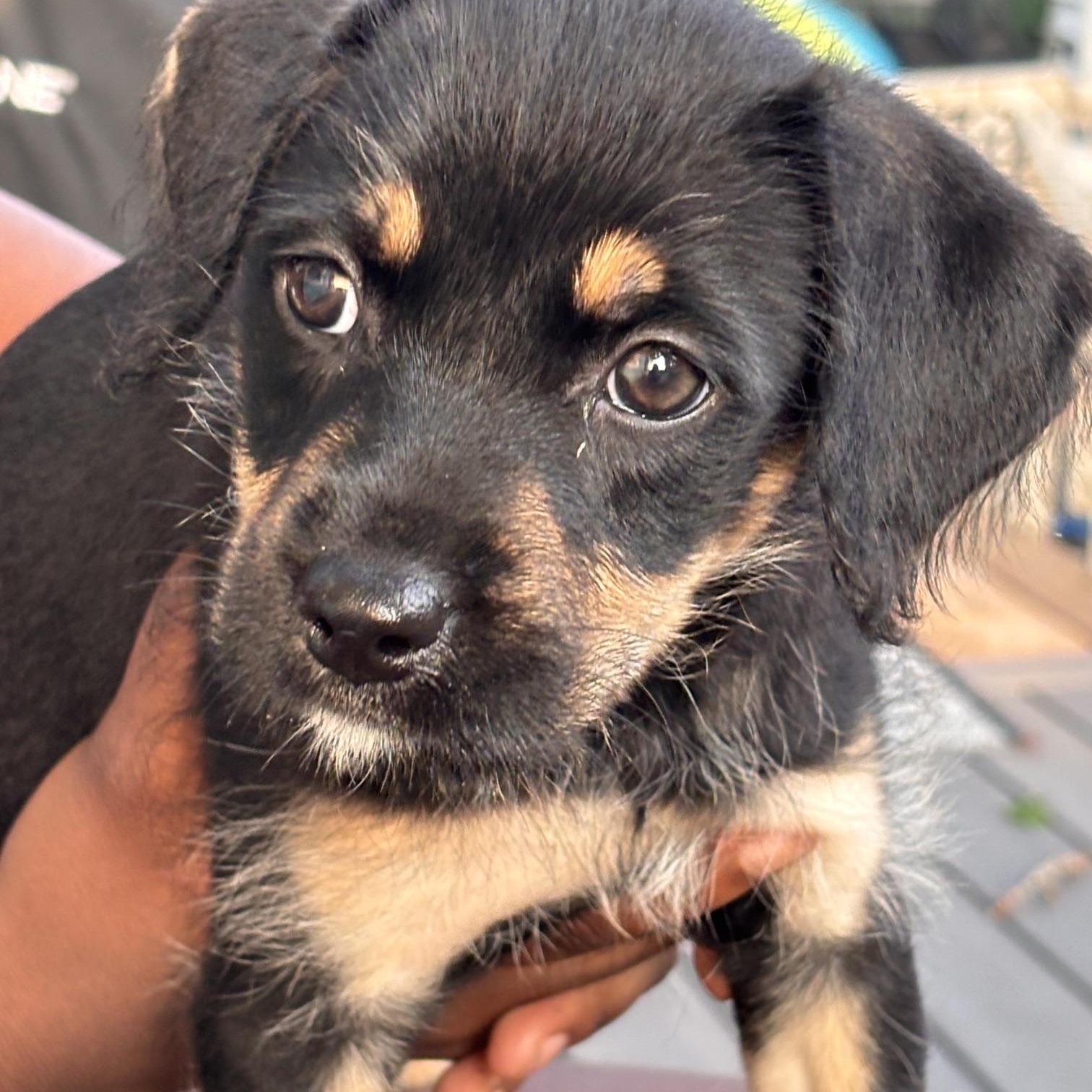 Tessa, adopted, Puppy Female Beagle & Terrier.