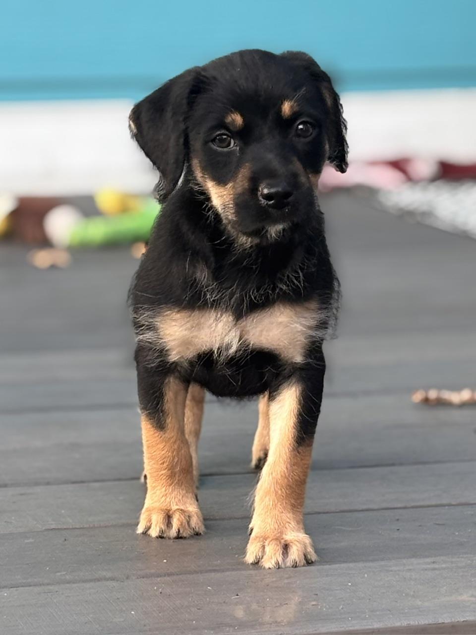 Enlarge Tessa, an adopted mixed breed in Minneapolis, MN image 5/6