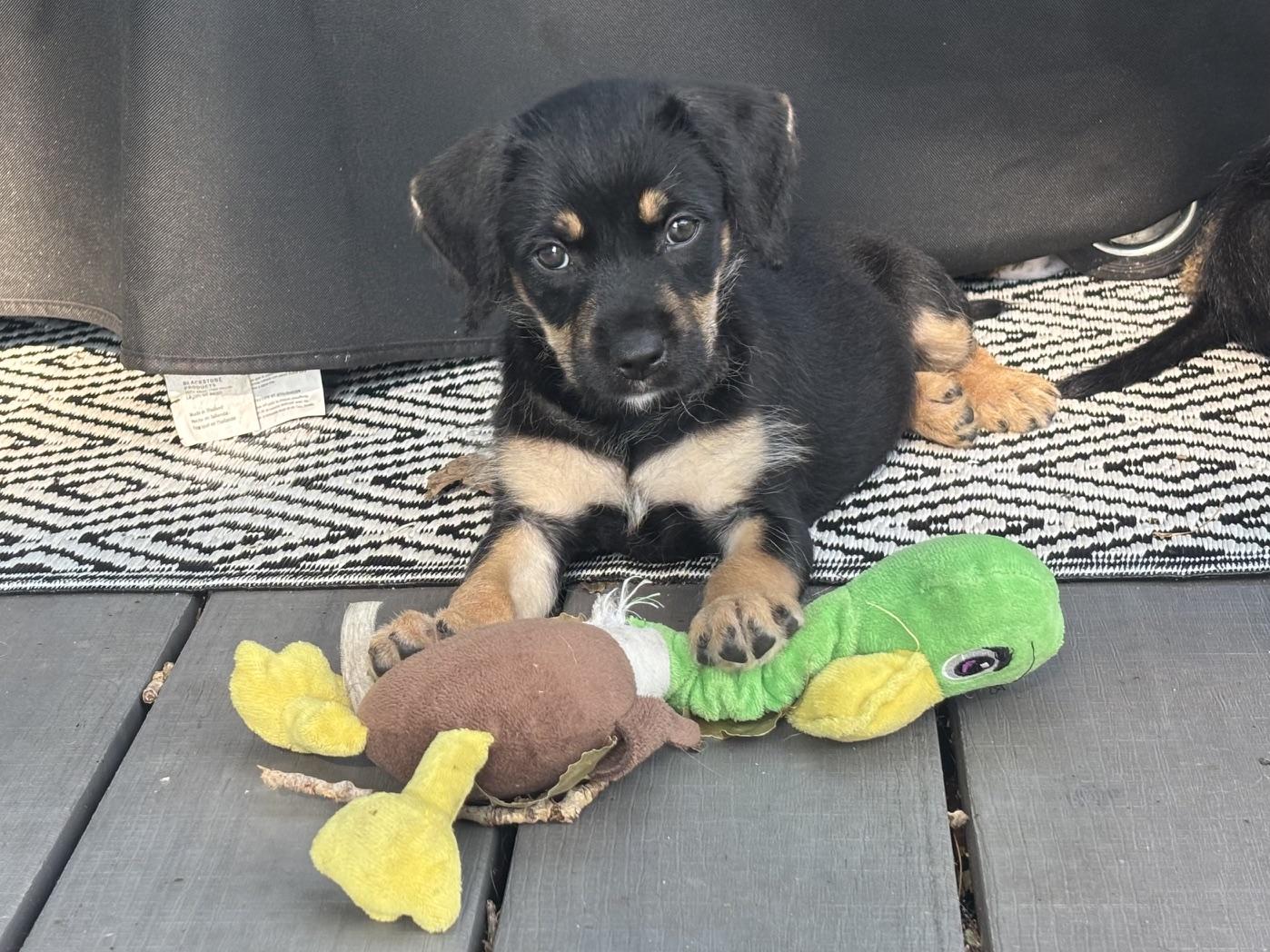 Enlarge Tessa, an adopted mixed breed in Minneapolis, MN image 6/6
