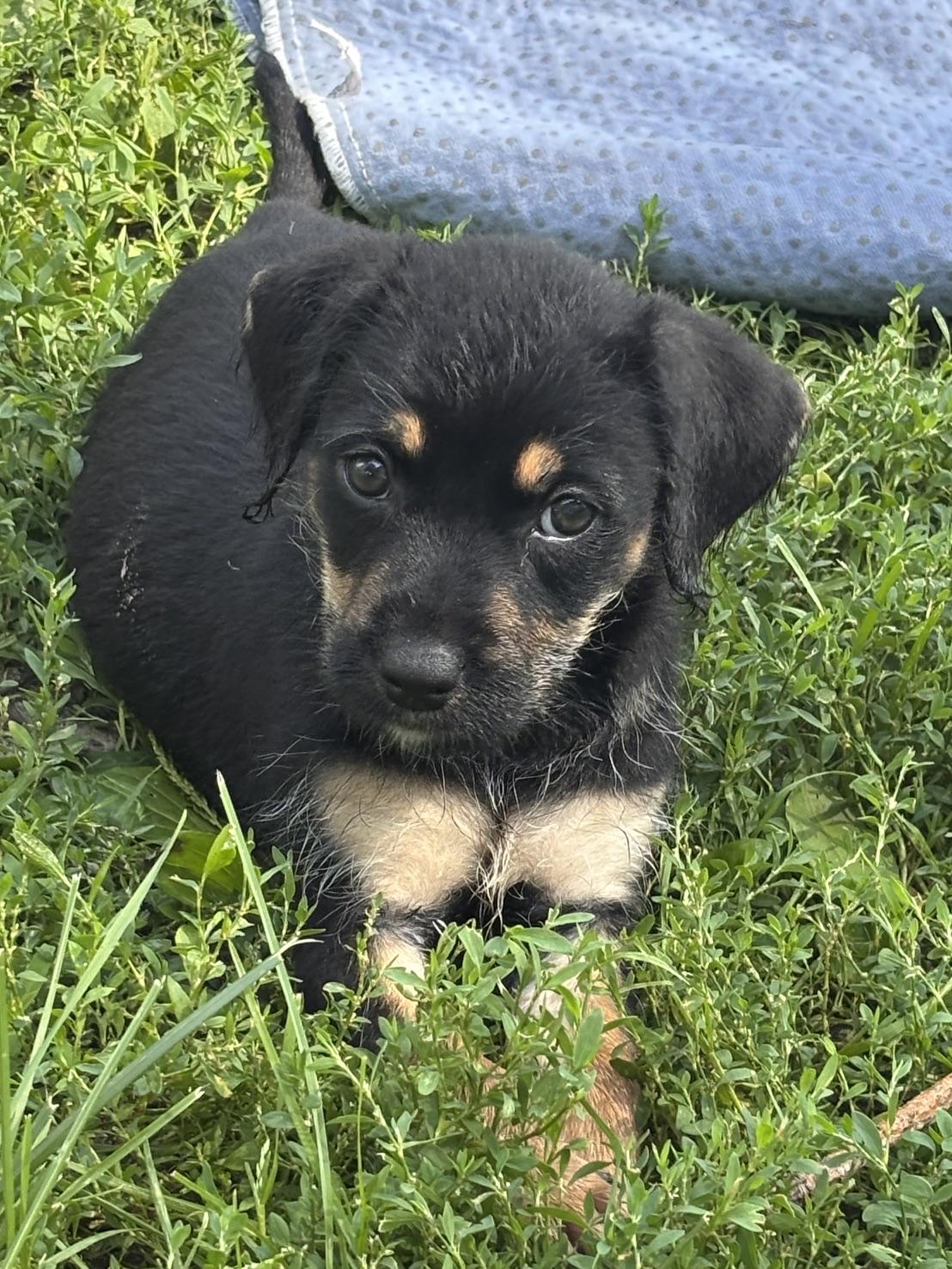 Enlarge Tessa, an adopted mixed breed in Minneapolis, MN image 4/6