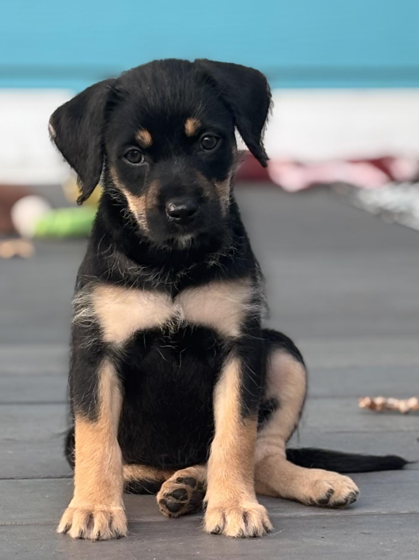 Enlarge Tessa, an adopted mixed breed in Minneapolis, MN image 2/6