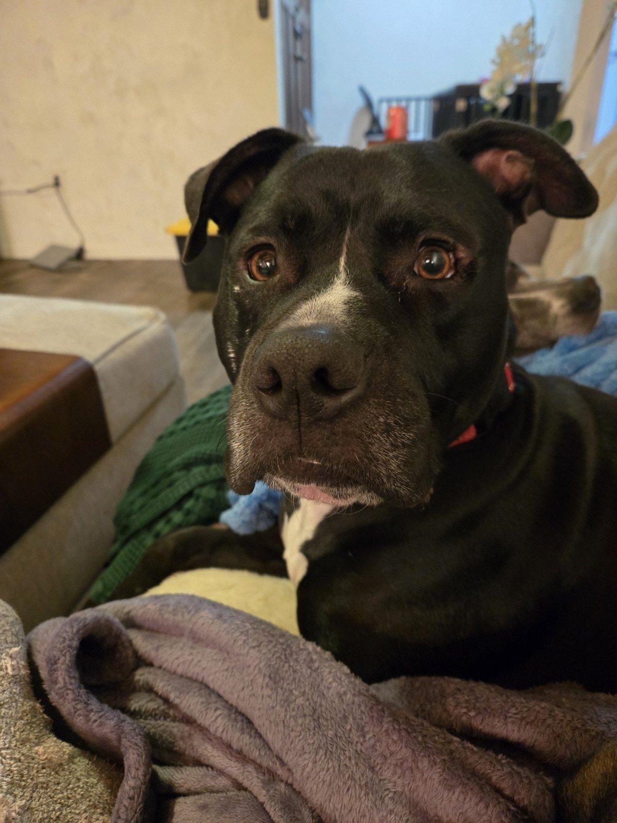 Enlarge Charlie, a Adoptable Pit Bull Terrier in San Diego, CA image 1/3