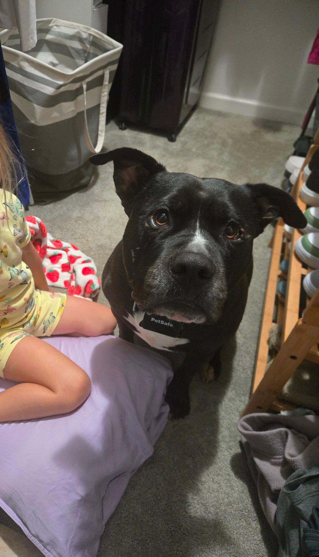 Enlarge Charlie, a Adoptable Pit Bull Terrier in San Diego, CA image 2/3