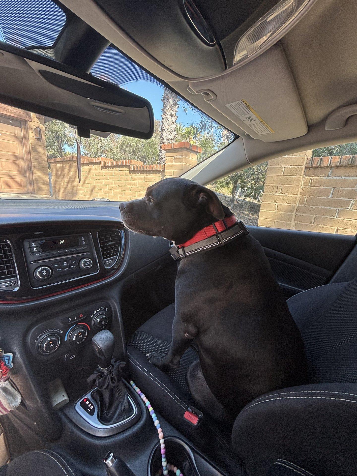 Enlarge Charlie, a Adoptable Pit Bull Terrier in San Diego, CA image 3/3