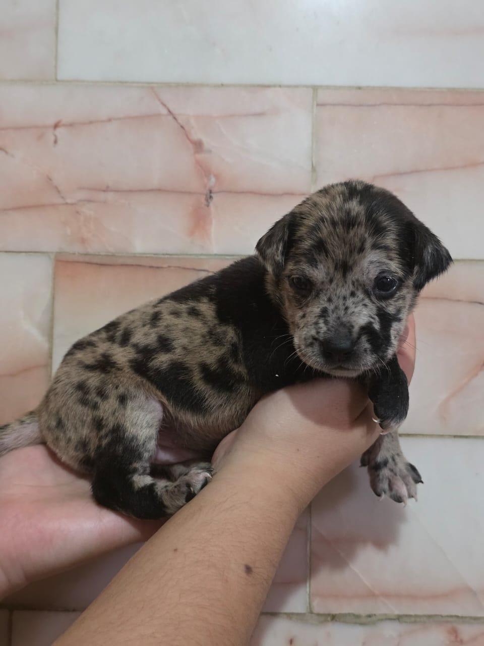 Enlarge Meredith, an adopted mixed breed in Tijuana, BCN image 5/6