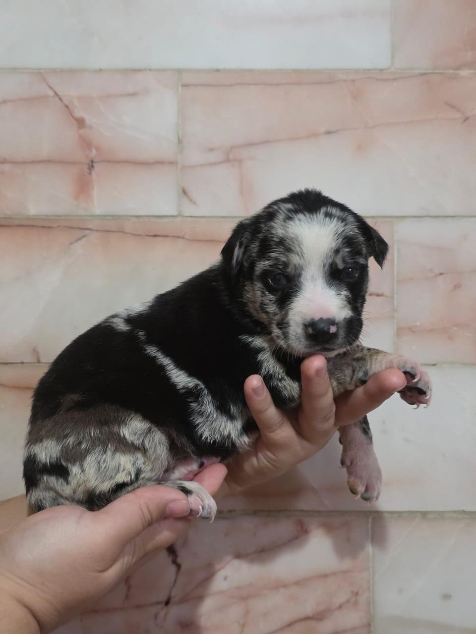 Enlarge Meredith, an adopted mixed breed in Tijuana, BCN image 4/6