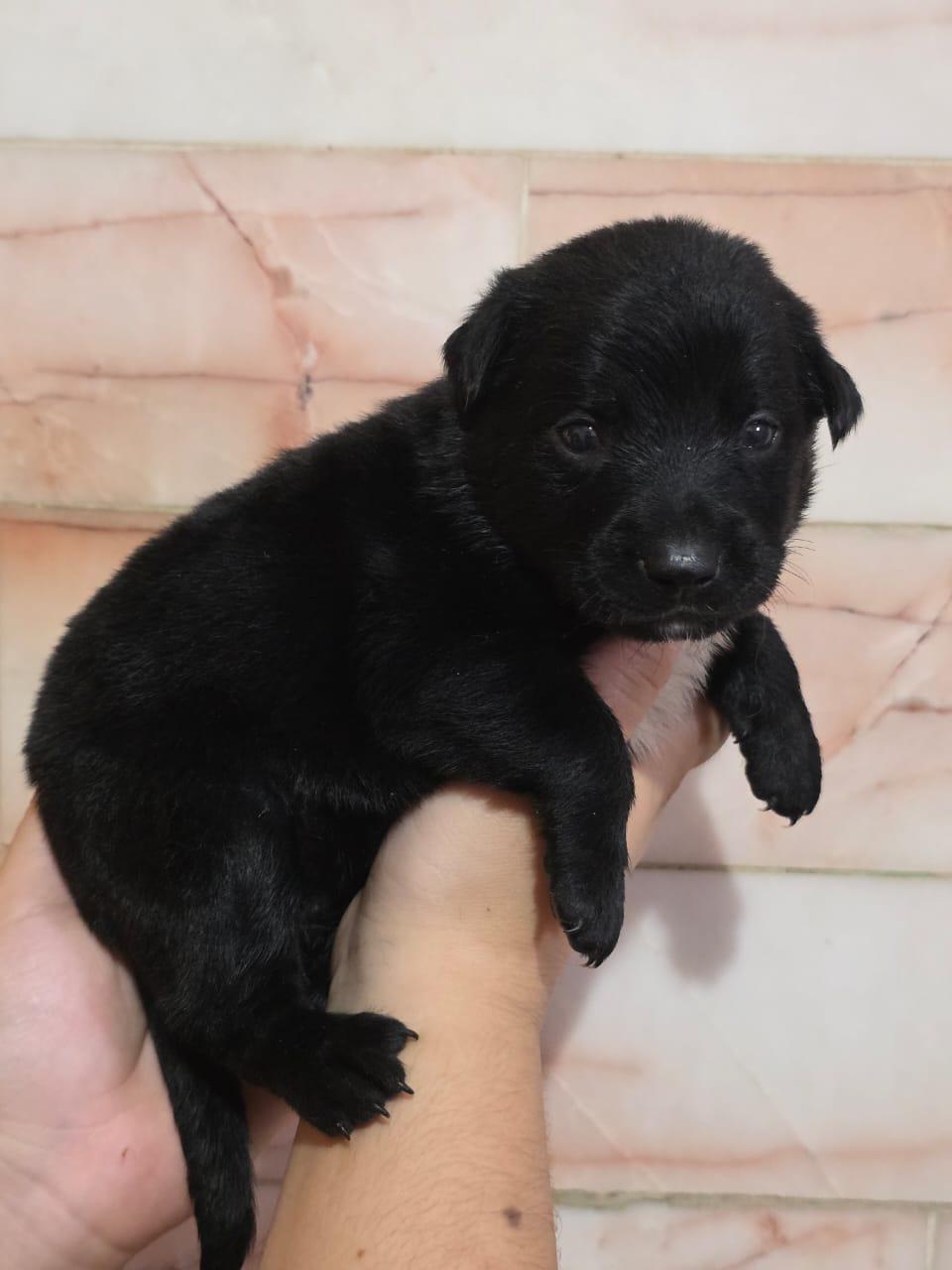 Enlarge Meredith, an adopted mixed breed in Tijuana, BCN image 6/6