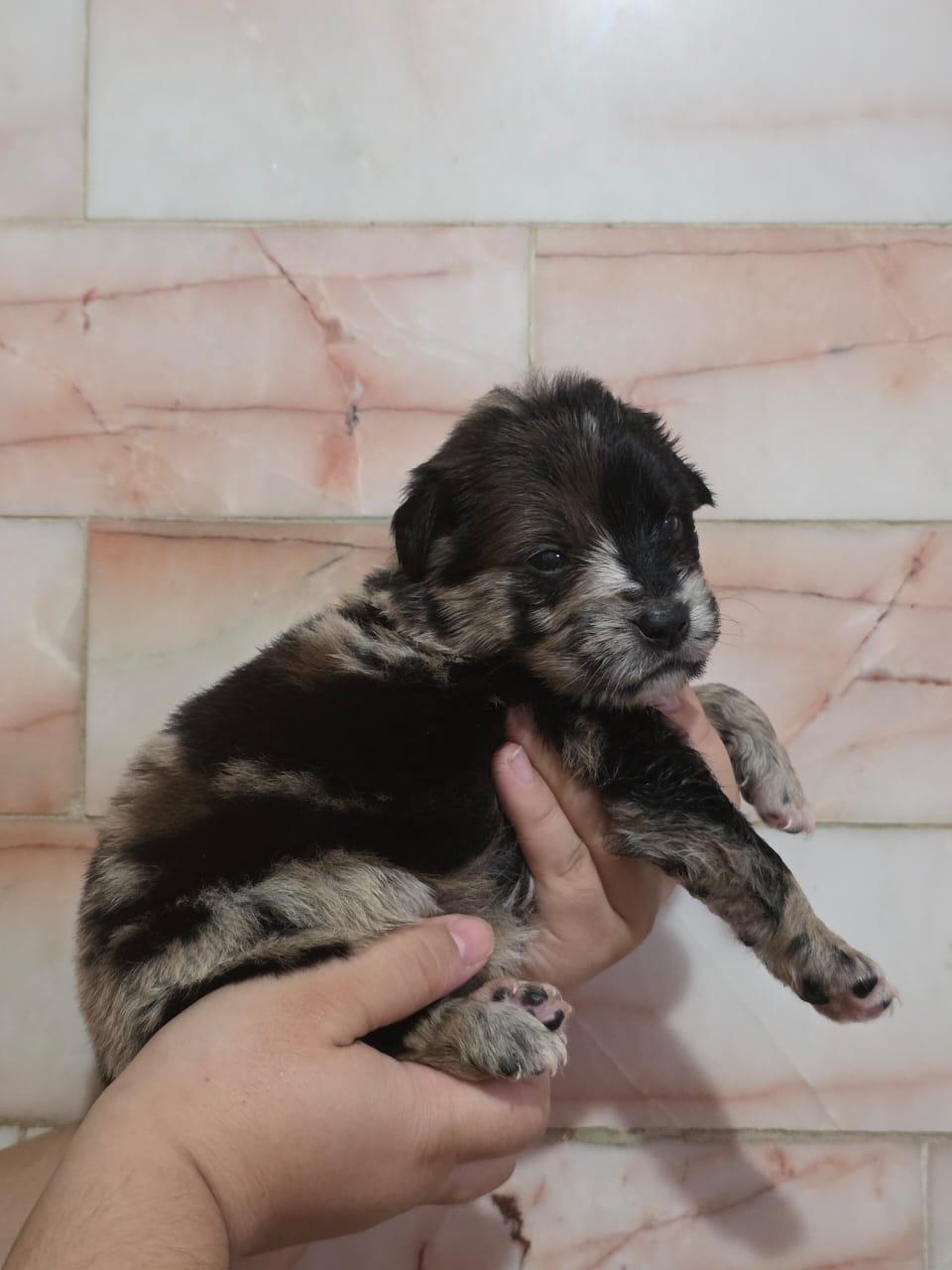 Enlarge Meredith, an adopted mixed breed in Tijuana, BCN image 1/6