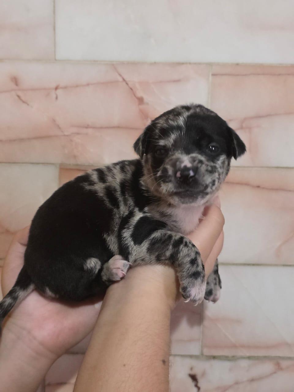 Enlarge Meredith, an adopted mixed breed in Tijuana, BCN image 3/6